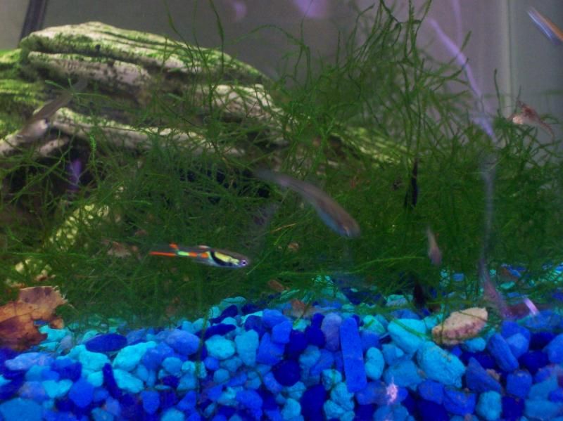 Breeding fish in kiddie pools and stock tanksII Page 3 Tropical